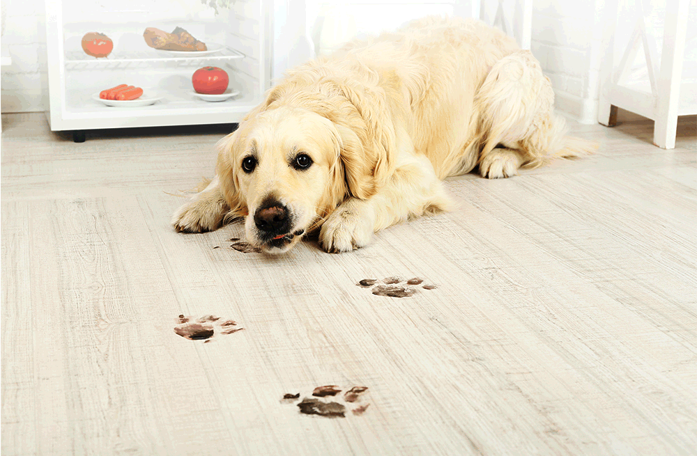 LIECTROUX/LILIN C30B Robot Vacuum Cleaner 6000Pa Suction, Map navigation with Memory,Wifi APP,Electric Water Tank,Wet Mop